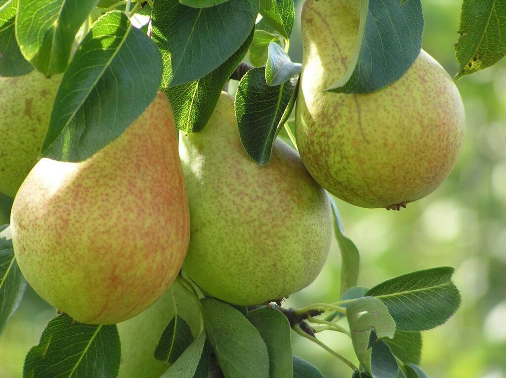 Pear | Buy Fruit Trees & Berry Plants | Restoring Eden