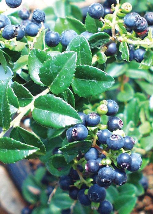 Huckleberry