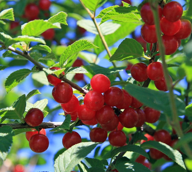 Bush Cherry