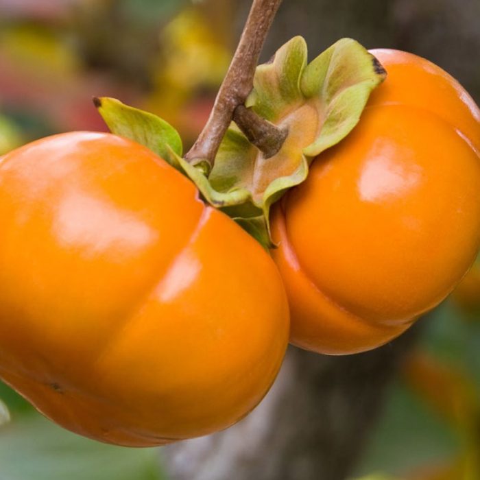 Persimmon