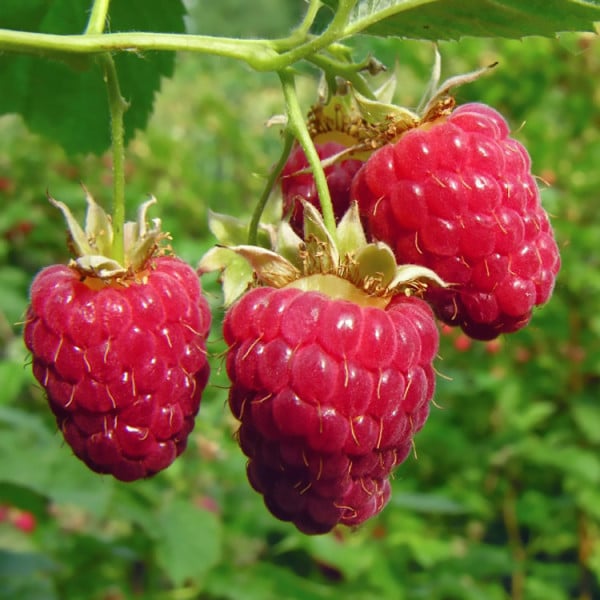 Raspberry Plant (Autumn Britten)