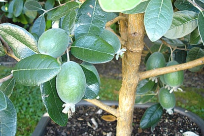 Pineapple Guava Fruit Tree