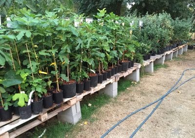 Fig Trees in Nursery