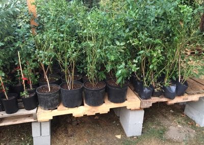 Potted Blueberry Plants
