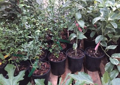 Pink Lemon Trees and Exotics