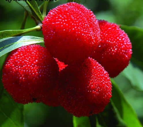 Strawberry Tree