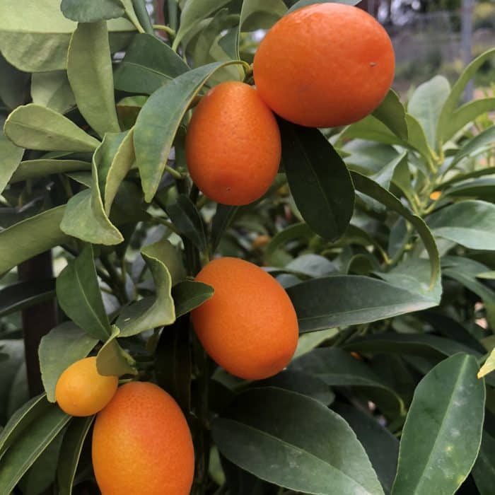 Kumquats