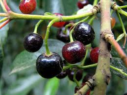 Maqui (Chilean Wineberry)