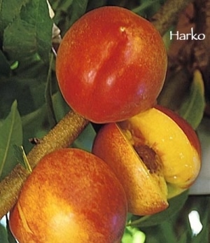 Multi Grafted Fruit Trees