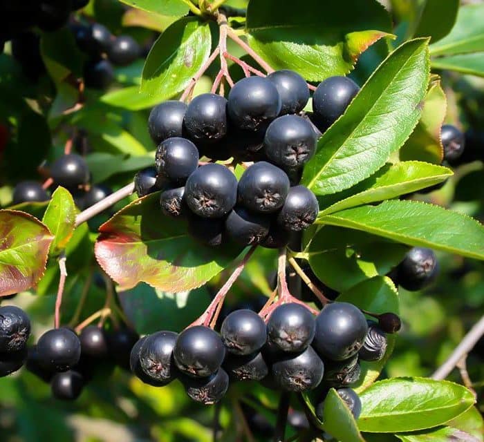 Aronia