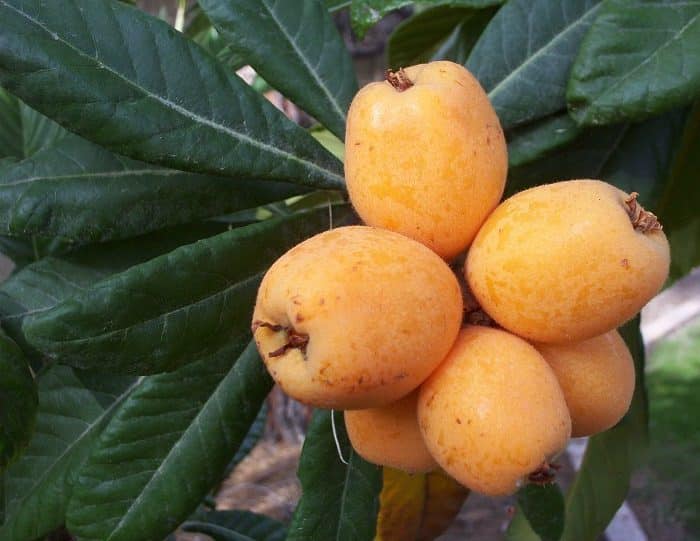 loquat gold nugget