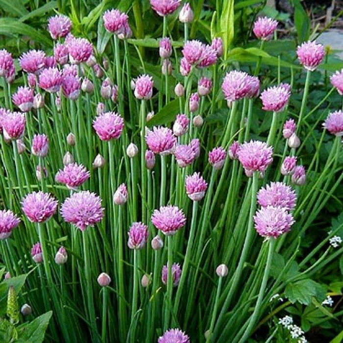 Alliums