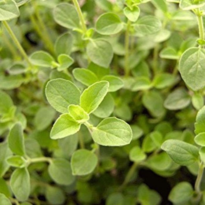 Oregano