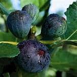 fig tree black jack