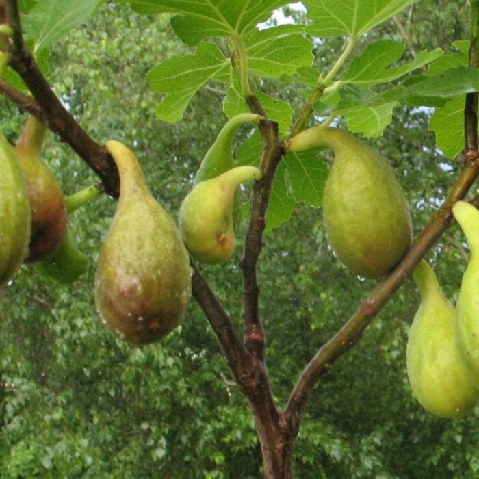 fig tree longue de at
