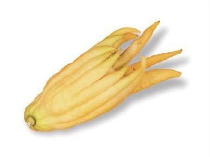 lemon buddhas hand