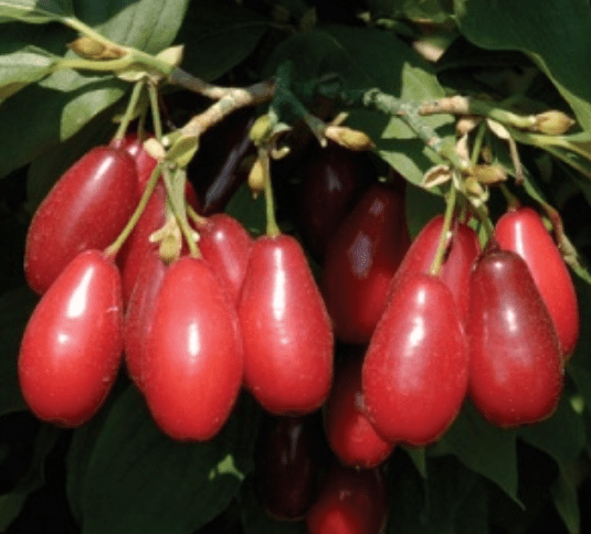 Cornelian Cherry