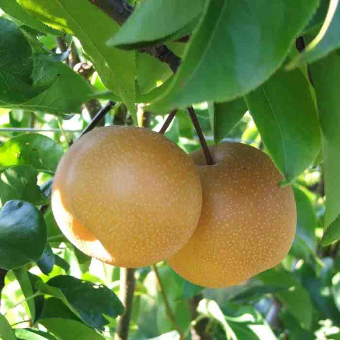 shinko asian pear
