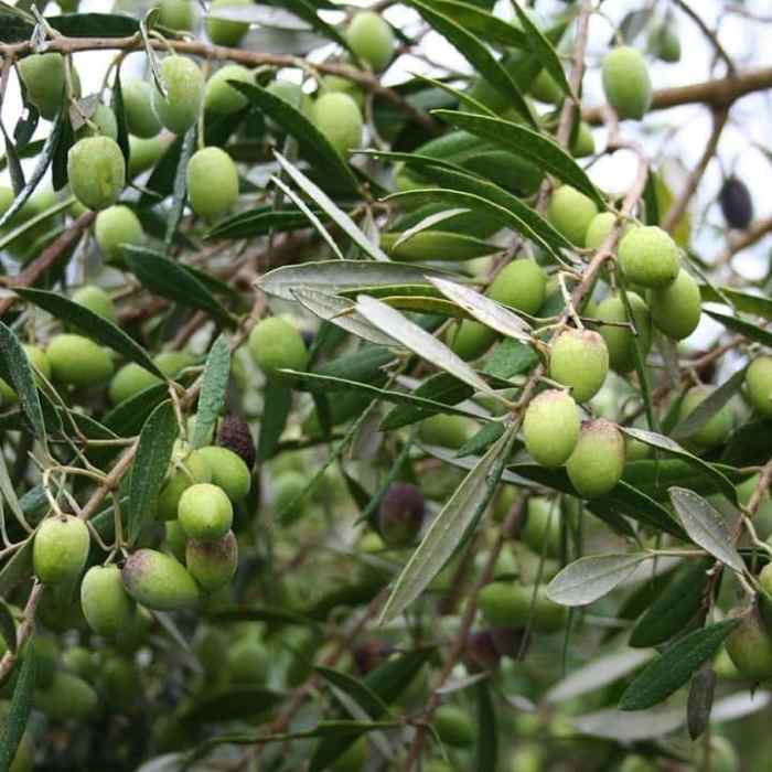 Olive Tree (Star of Crimea)