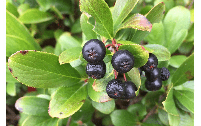 Aronia Berry (Dwarf)