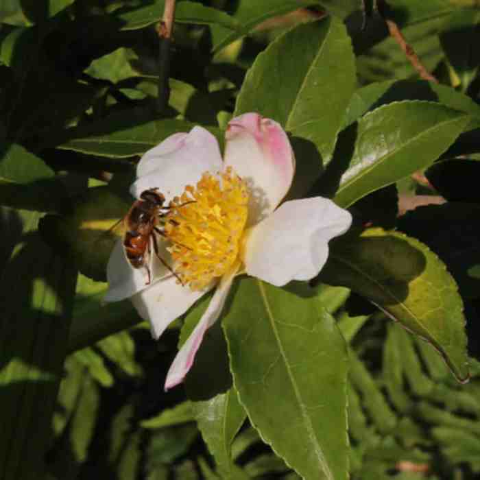 tea oil camellia