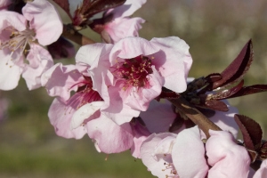 Nectaplum Tree (Spice Zee)