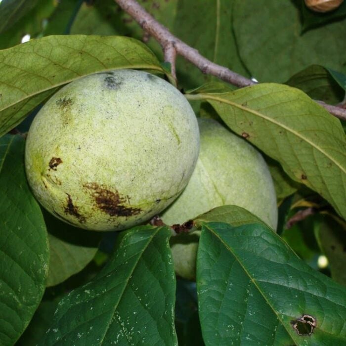 susquehanna pawpaw