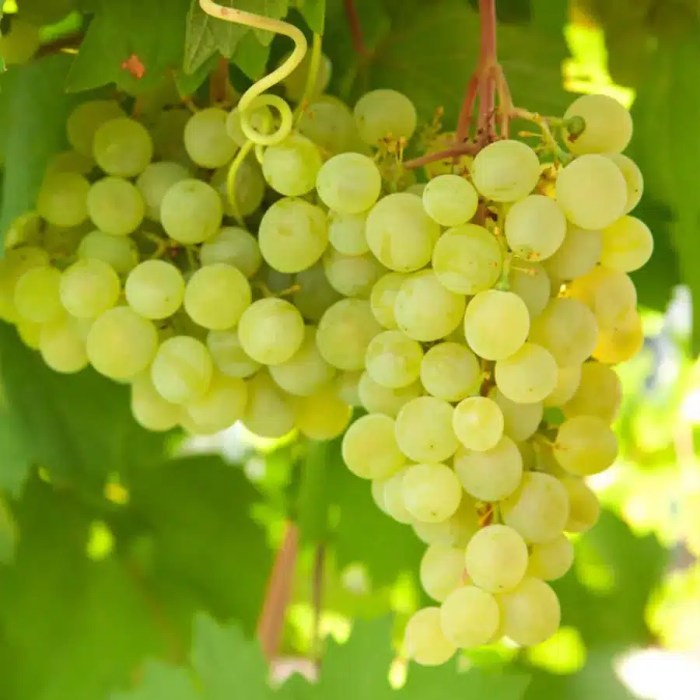 Grape Vine (Lakemont)