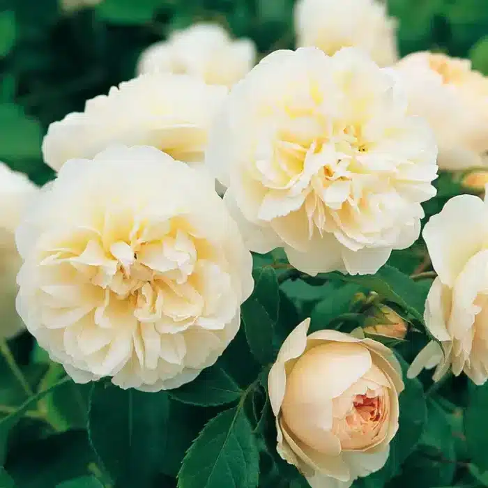 David Austin Rose (Lichfield Angel)