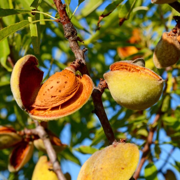 Almond Tree (All in one)