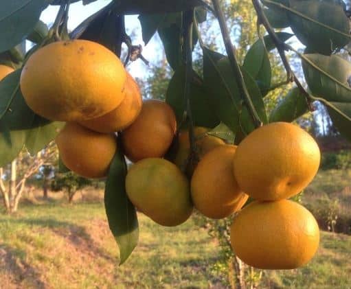 Mandarin (Okitsu Wase Satsuma) | Restoring Eden