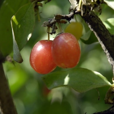 Cornelian Cherry (Sunrise)