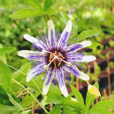 Passionflower (Bluepop) | Passion Flower