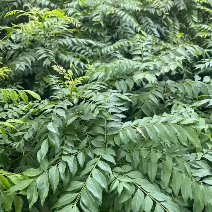 Curry Leaf