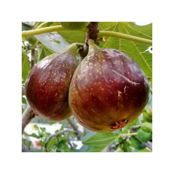 Fig Tree (Domenico Tauro)