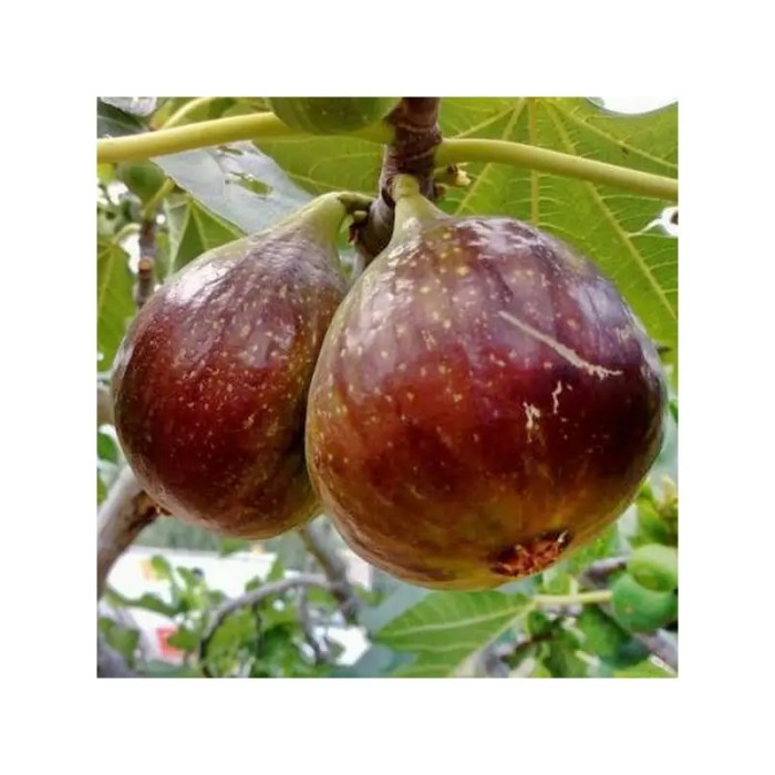 Fig Tree (Domenico Tauro)