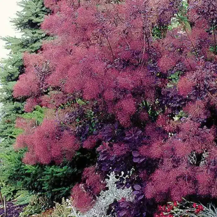 Smokebush (Royal Purple)