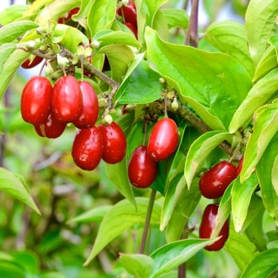 Cornelian Cherry (Svitlana)