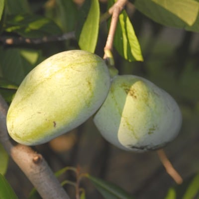 Pawpaw (Tallahatchie)