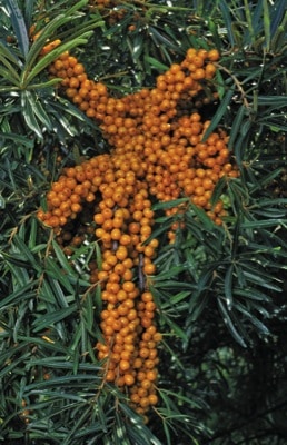 Seaberry (Sea Buckthorn) – Titan