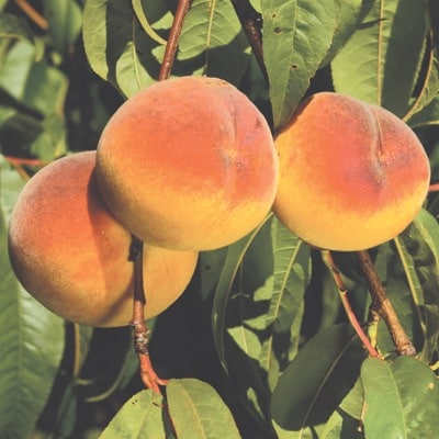Peach Tree (Charlotte)