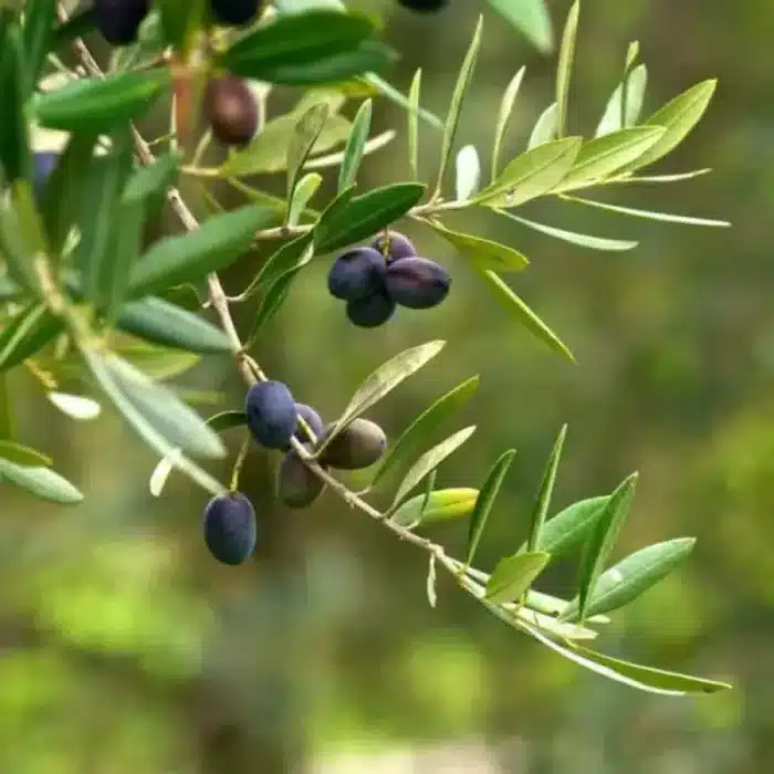 Olive Tree (Skylark)