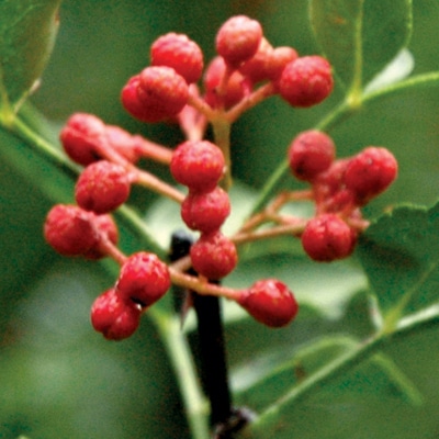 Sechuan Pepper (Peppercorn)