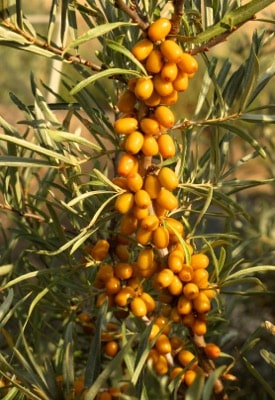 Seaberry (Sea Buckthorn) – Orange Glow