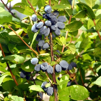 Honeyberry (Blue Hokkaido)