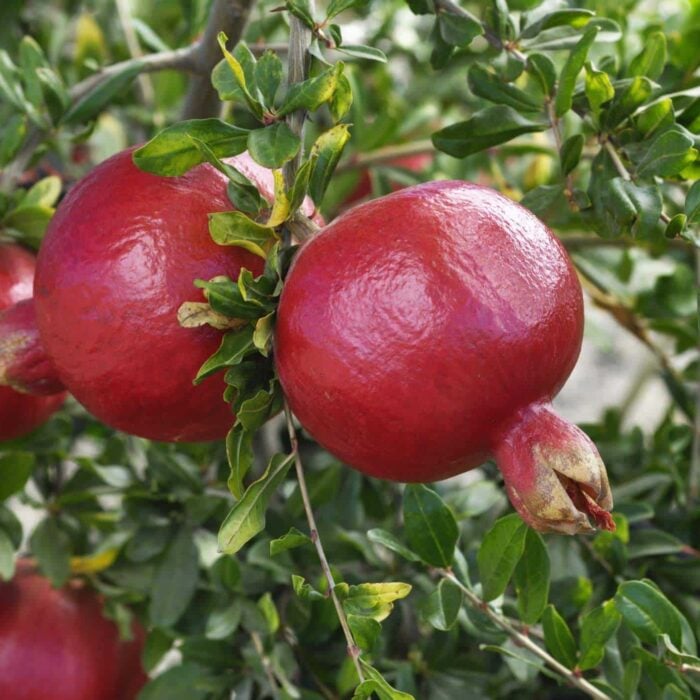 Pomegranate (Afganski)