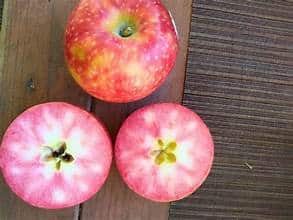 Apple Tree (Lucy Rose)