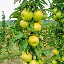 Columnar Apple Tree (Tangy Green)