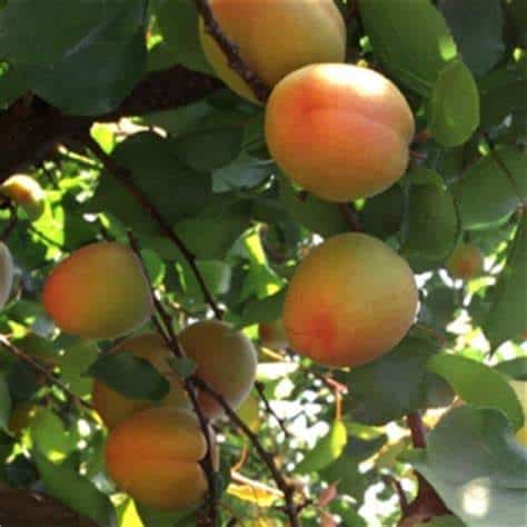 Aprium Tree (Flavor Delight)