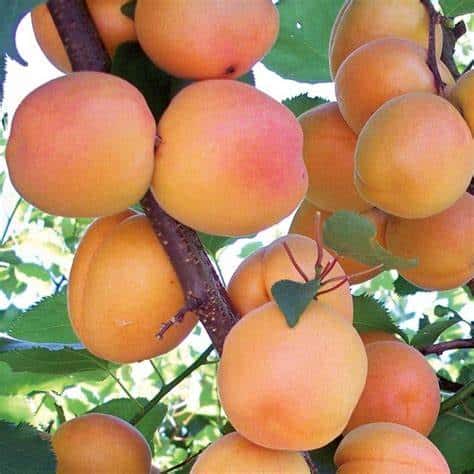 Aprium Tree (Leah Cot)